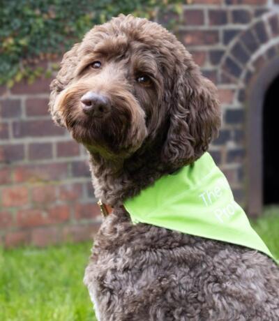 Astra, Office Dog The Planning Professionals