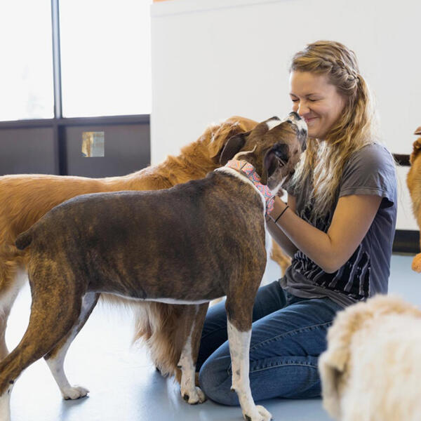 Doggy-daycare-1000x700